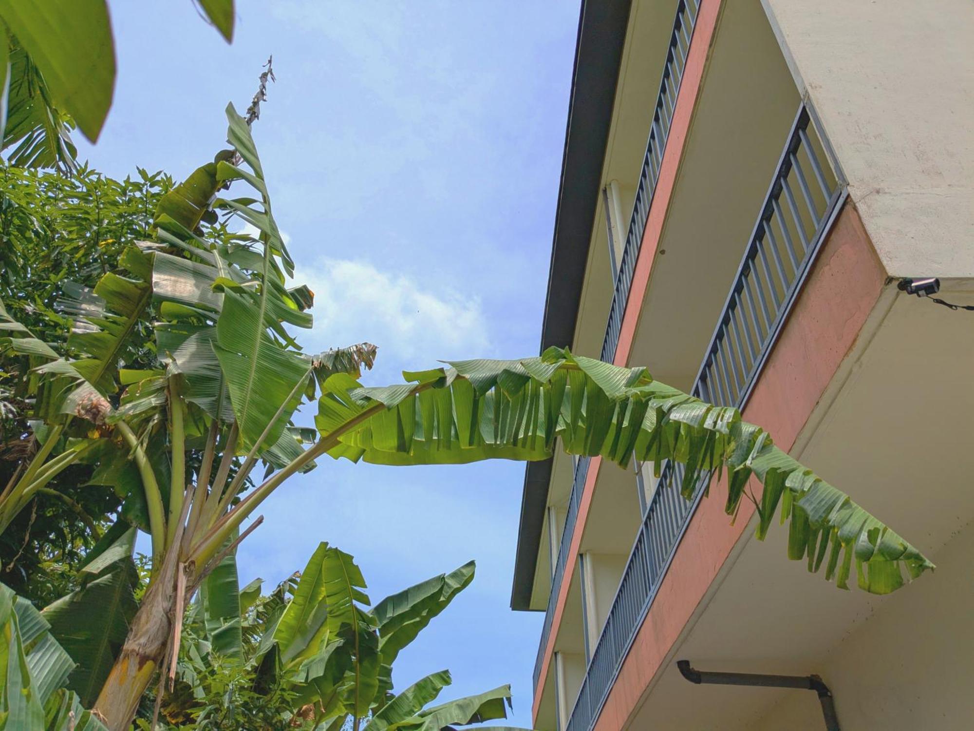 Garden Palace Downtown Koror Exteriör bild